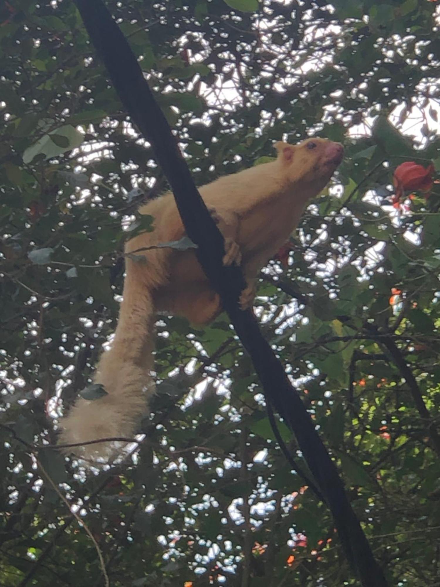 Welimada Surrey Bird Sanctuary & Holiday Resort מראה חיצוני תמונה